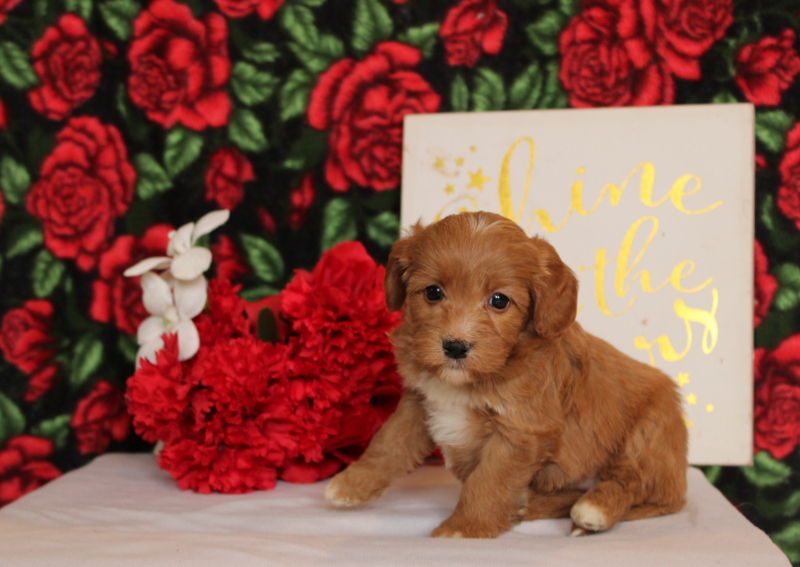 puppy, for, sale, Mini Goldendoodle F2, Matthew B. Stoltzfus, dog, breeder, Gap, PA, dog-breeder, puppy-for-sale, forsale, nearby, find, puppyfind, locator, puppylocator, aca